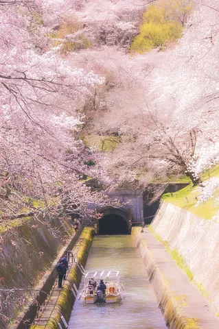 桜の回廊、水辺の旅