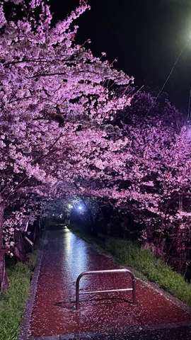 夜を彩る桜のトンネル