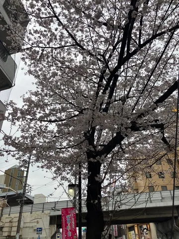 都会に咲く、優しき桜の蕾
