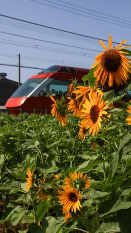 ひまわりと列車、夏の旅情
