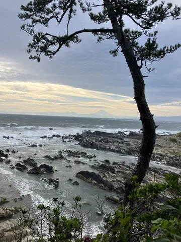 荒波と老松、遠き霊峰