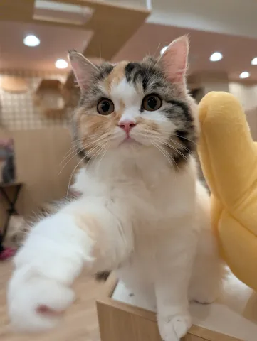 こっち見てる？招き猫風ニャンコ