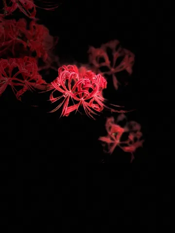 闇夜に咲く妖艶な紅