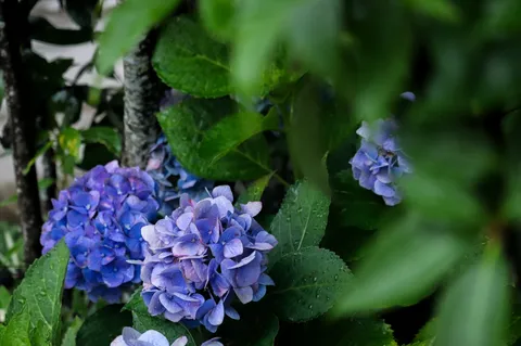 雨粒が輝く紫陽花のしっとりとした美しさ