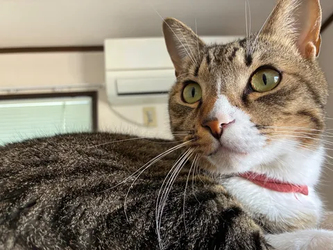 近すぎる猫、視線の先は？