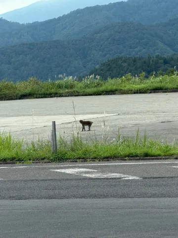 山道の小さな冒険者