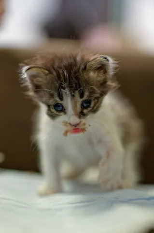 すやすや子猫、ちょっぴりお顔に何か付いちゃった？