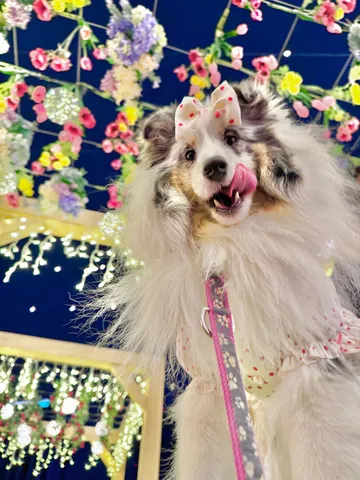春の夢みたいドッグ