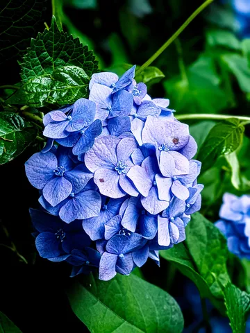 藍色の花園、深まる静寂