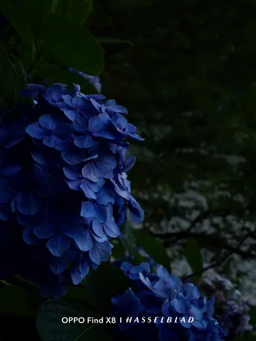 雨に濡れた紫陽花、静かなる装い