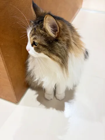 木陰のふわふわ猫