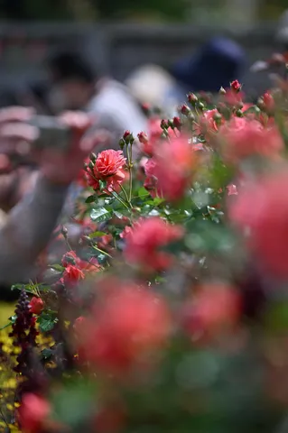 ピンクのバラと bokeh の世界