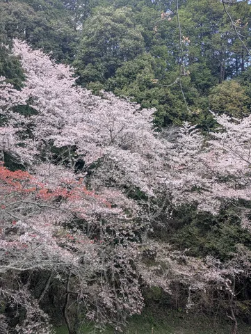 淡い桜と緑のコントラスト