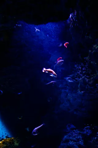 深海に揺れる光のダンス