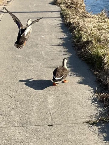 飛び立つ瞬間、鳥たちのアクション！