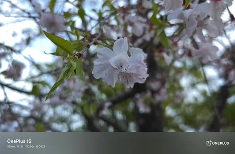淡い春風に揺れる花