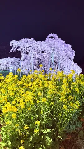 夜に咲く、夢色の藤と黄色の絨毯