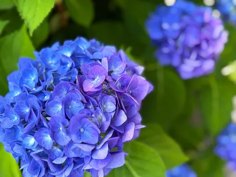 鮮やかグラデーションの青紫陽花
