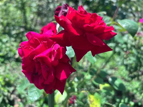 深紅の薔薇、陽光を浴びて