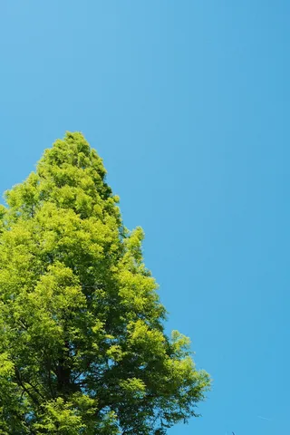 新緑の空、光り輝く木