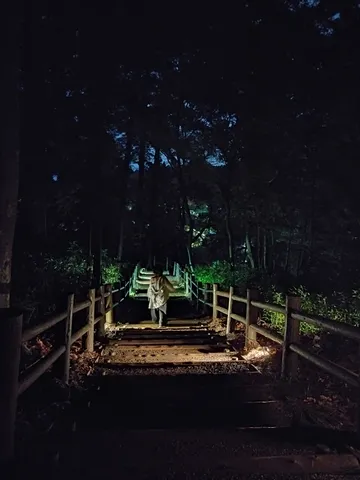 闇夜の木々を抜ける階段