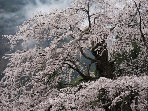 滝のように咲き誇る、古木の桜