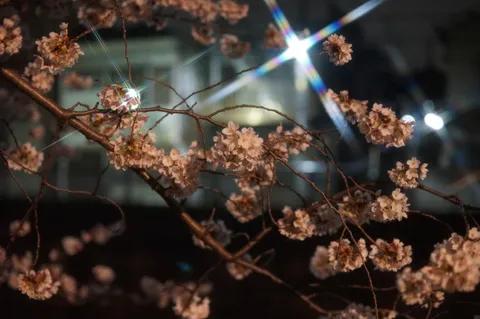 夜桜の煌めき、光の軌跡