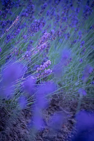 紫の海に揺れるラベンダー