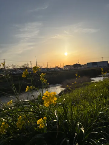 夕陽と花と小川の記憶