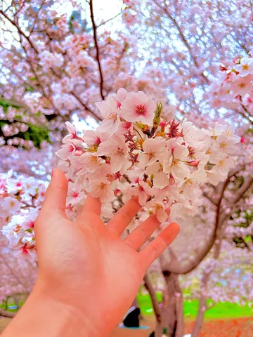 桜をつかまえた午後