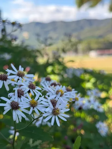 風景に白い花が踊る