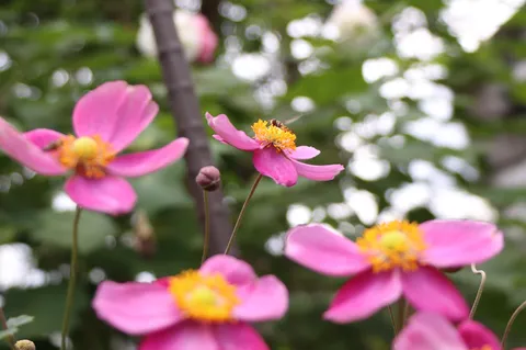花の小さな賑わい