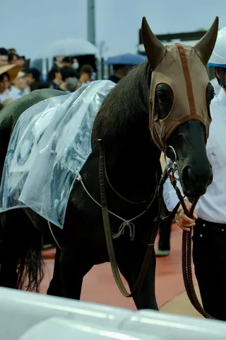 雨の馬と観客の影