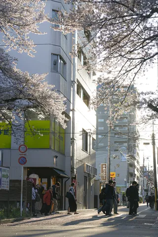 桜舞う街角の昼下がり