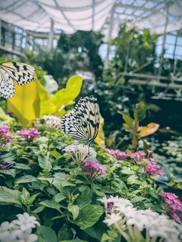 蝶と花の甘いひととき