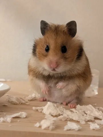 モコモコお座りハムスター