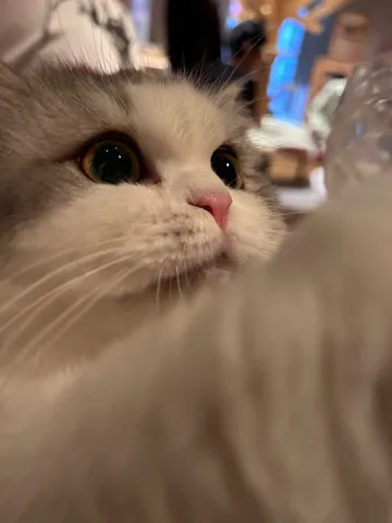 猫さんの好奇心なまなざし