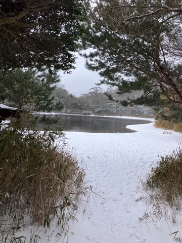 雪解けの湖畔、静寂の木漏れ日