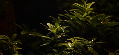 夜の葉に光が宿る