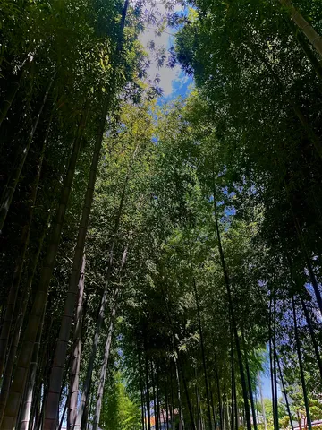 竹林に迷い込んだ！
