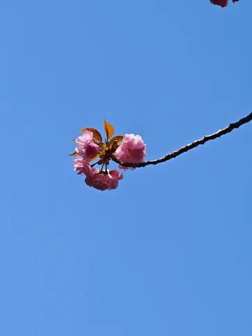 澄み切った空と桜