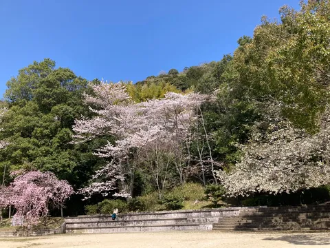 新緑と桜、季節の息吹