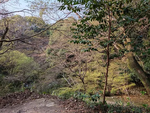 新緑の木漏れ日、深呼吸したくなる森