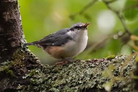 枝に止まる小鳥、口にはご馳走
