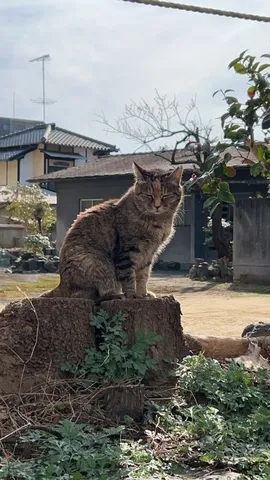 木の上でまどろむ、貫禄の猫