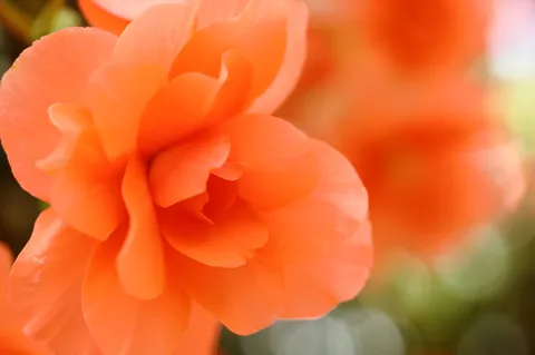 橙色の花びらが放つ温度感