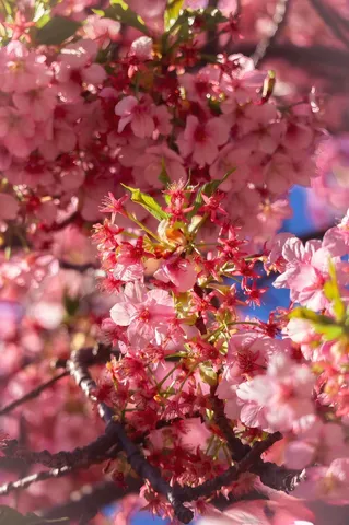 光纏う桜色の夢