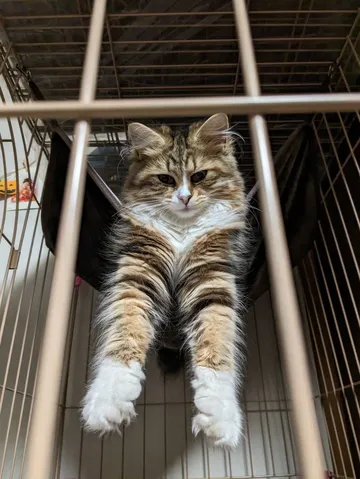 ケージの中のモフモフ猫ちゃん