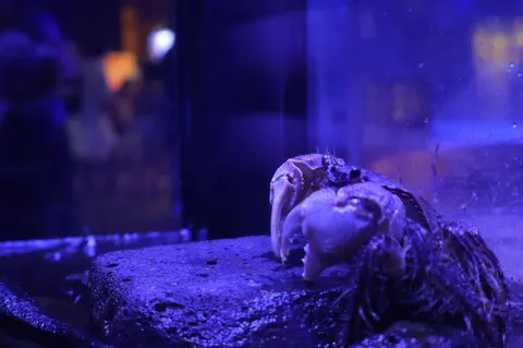 青い光に照らされた、静かなる海の住人