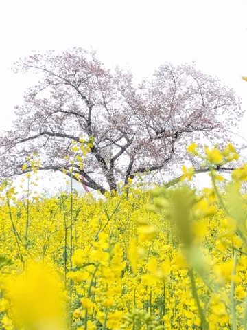 春風に揺れる黄の海と桜